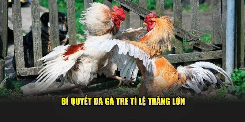 Bí quyết đá gà tre tỉ lệ thắng lớn