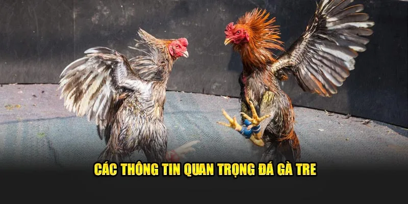 Các thông tin quan trọng đá gà tre