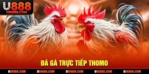 Đá gà trực tiếp Thomo