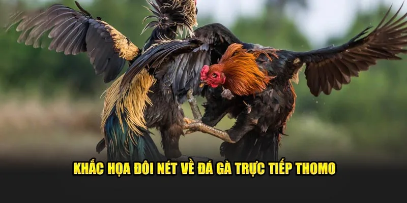 Khắc họa đôi nét về đá gà trực tiếp thomo