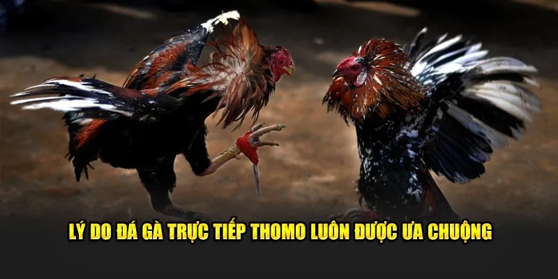 Lý do đá gà trực tiếp thomo luôn được ưa chuộng