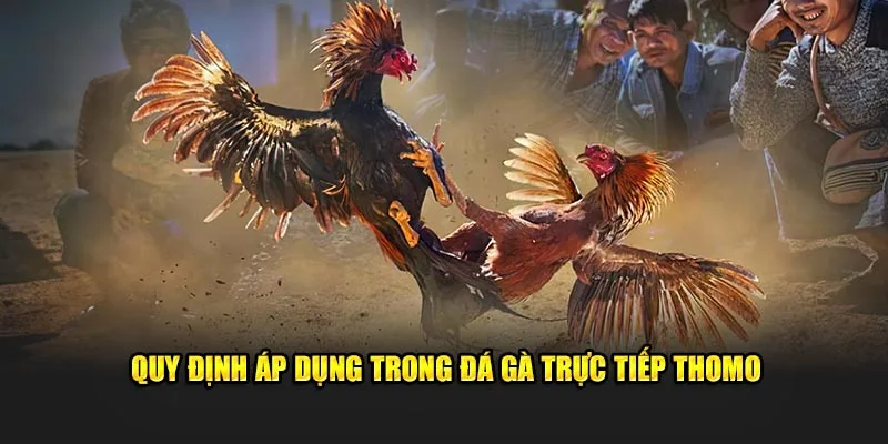 Quy định cụ thể trong đá gà trực tiếp thomo