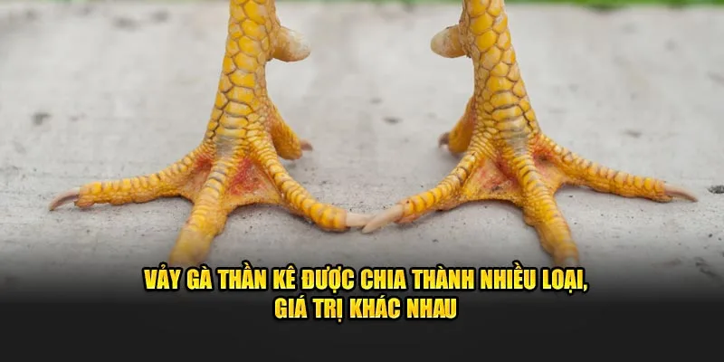 Vảy gà thần kê được chia thành nhiều loại, giá trị khác nhau