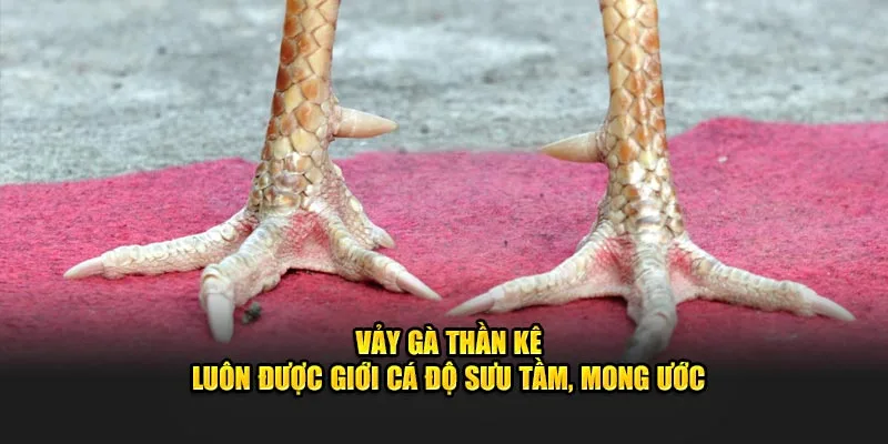 Vảy gà thần kê luôn được giới cá độ sưu tầm, mong ước