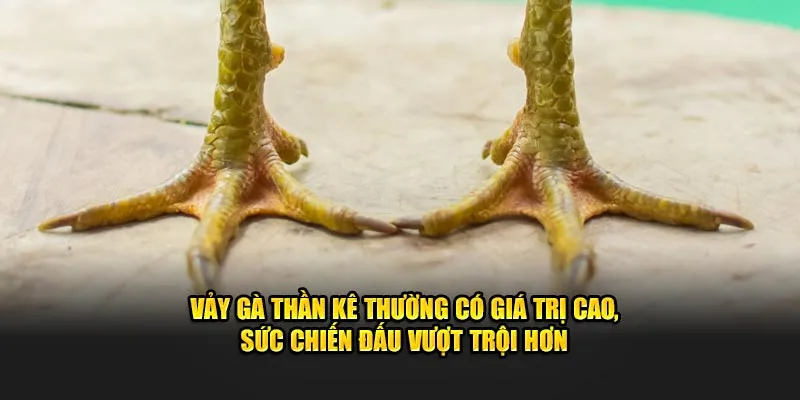 Vảy gà thần kê thường có giá trị cao, sức chiến đấu vượt trội hơn